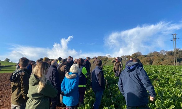 Group of farmers stood in a field of fodder beet listening to someone speaking